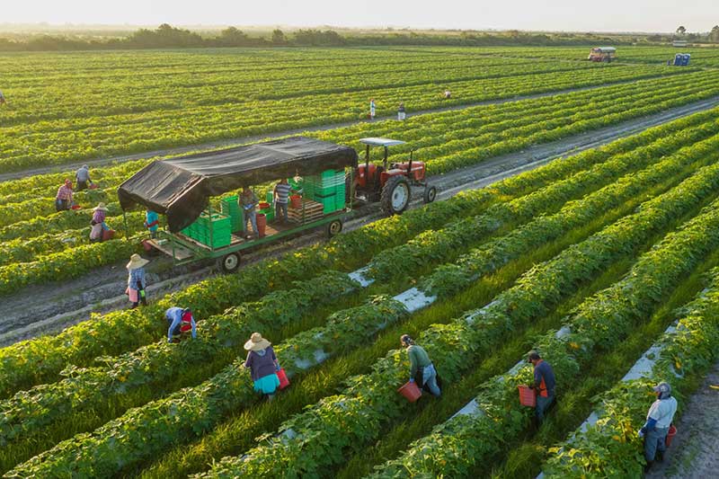Cara Memulai Bisnis Di Sektor Pertanian Yang Sedang Prospektif di 2020